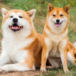 découvrez comment la croissance spectaculaire de 2000% du shiba inu a captivé les investisseurs et transformé la crypto-monnaie en un phénomène incontournable. explorez les facteurs derrière cette ascension fulgurante et ce que cela signifie pour l'avenir.