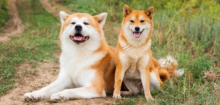 découvrez comment la croissance spectaculaire de 2000% du shiba inu a captivé les investisseurs et transformé la crypto-monnaie en un phénomène incontournable. explorez les facteurs derrière cette ascension fulgurante et ce que cela signifie pour l'avenir.