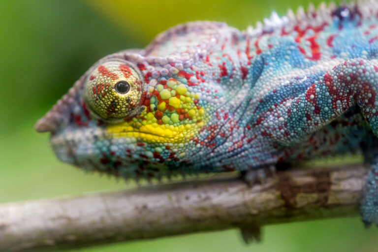 Caméléon coloré posé sur une branche, en référence au jeu Meccha Chameleon