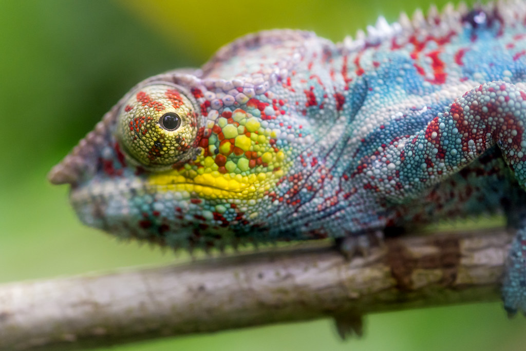 Caméléon coloré posé sur une branche, en référence au jeu Meccha Chameleon
